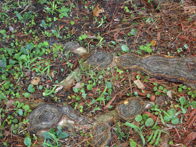 [Roots of the tree bove ground have many circular swirled sections visible among the short green weeds on the ground.]